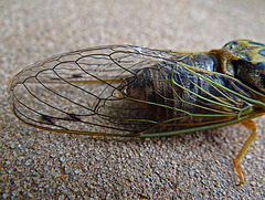 Cicada