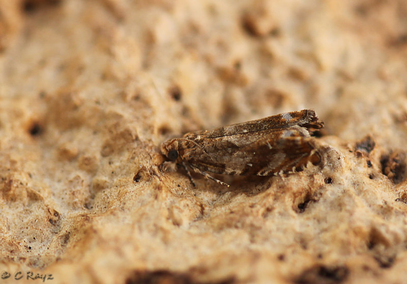 Epinotia abbreviana