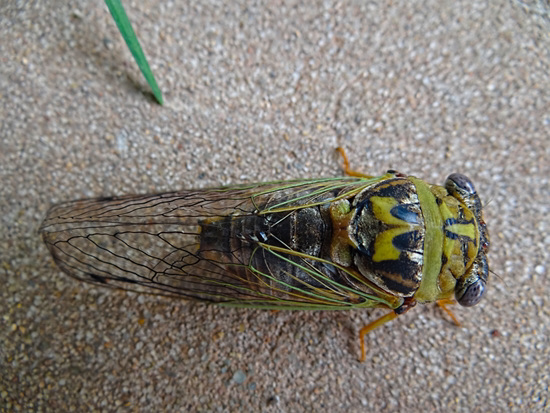 Cicada