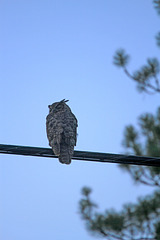 Great Horned Owl