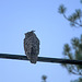 Great Horned Owl