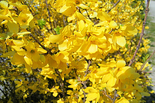 Forsythias