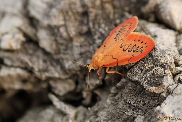 Rosy Footman