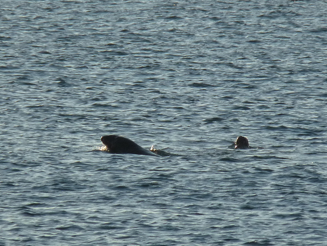 sea lions!