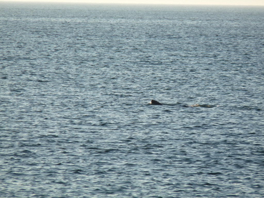 sea lions