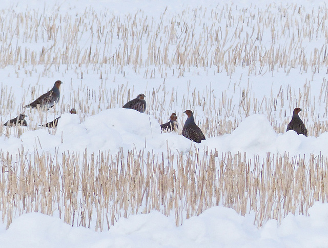 Gray Partridge