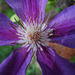 Little Sweat Bee on Clematis 'Incense'