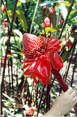 On the Road to Hana