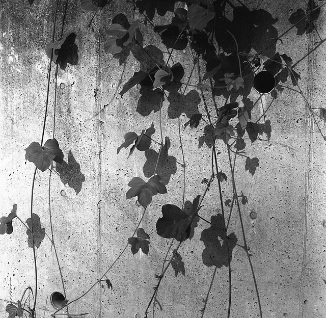 Shadows on the concrete wall