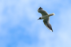 Seagull