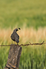 California Quail