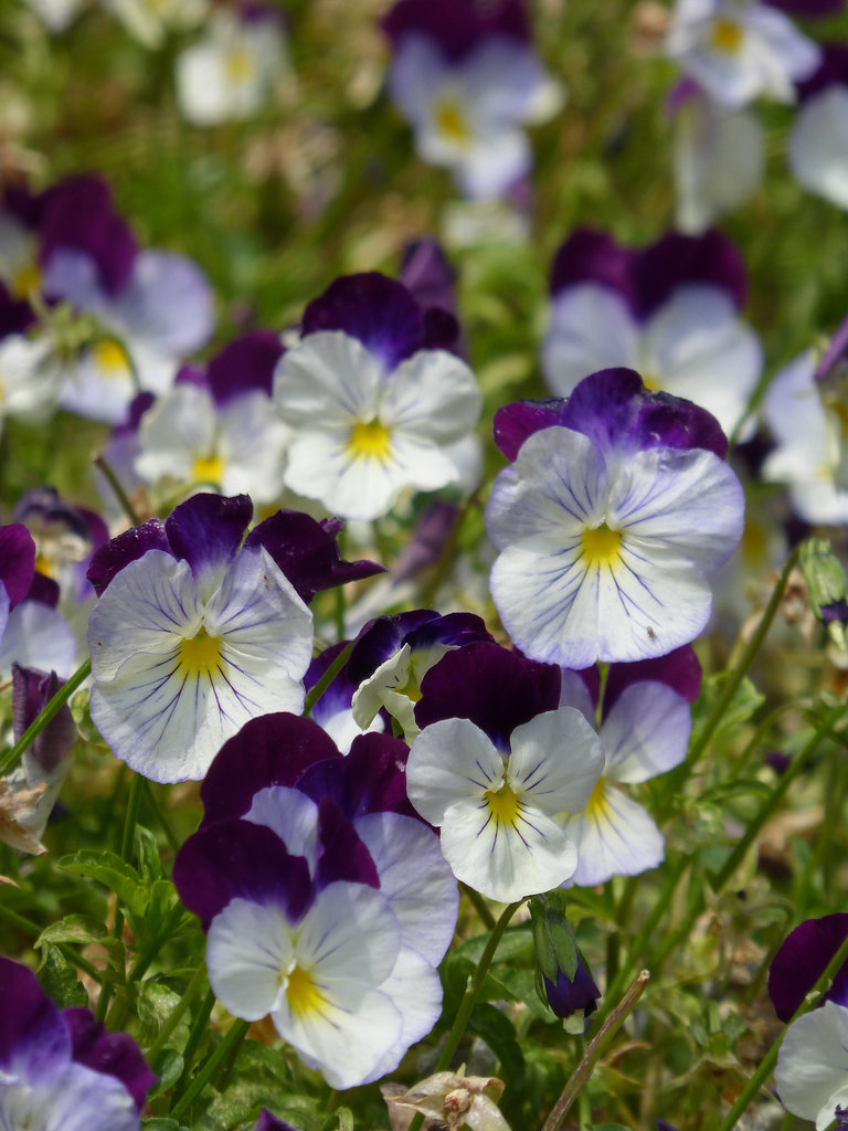 viole del pensiero