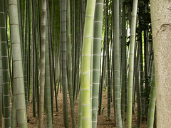 Bamboo forest_1