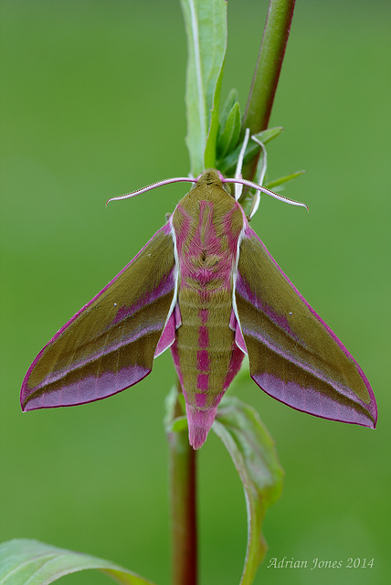 Deilephila elpenor (Large Elephant Hawk Moth)