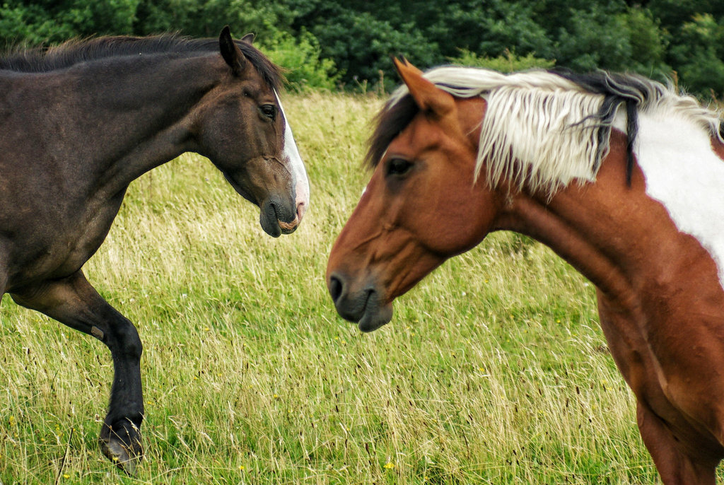 Horses