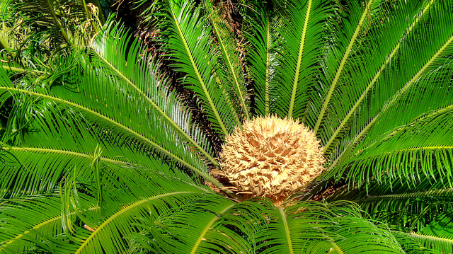 MONACO: Une fleur de palmier.