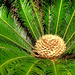 MONACO: Une fleur de palmier.