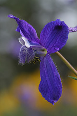 Upland Larkspur Flower