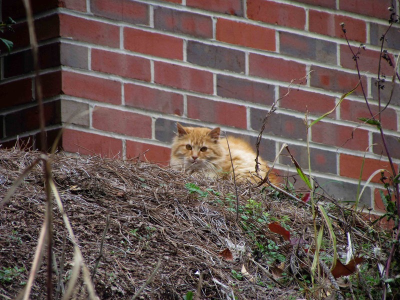 Orange Cat