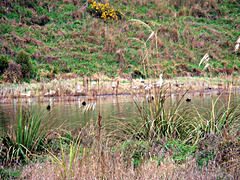 Wetlands wild fowl