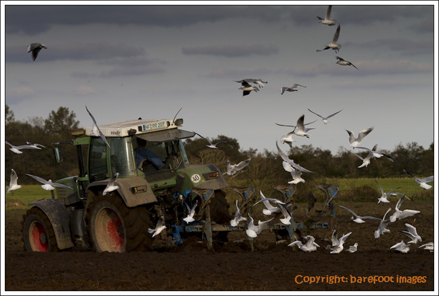 ploughing with gulls