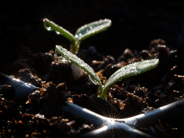 Sparkling Seedlings