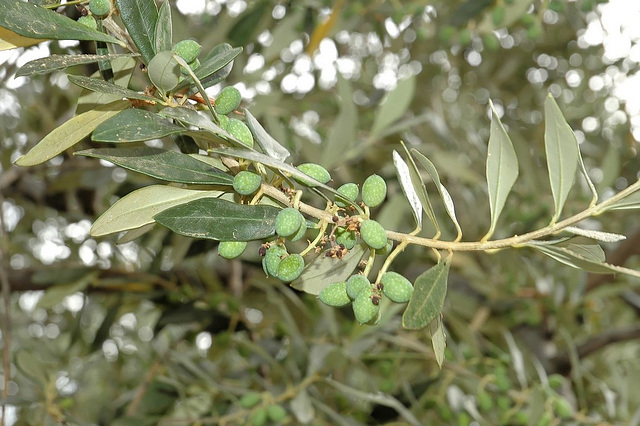 L'olivier et les olives