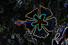 Fleur de l'Hibiscus