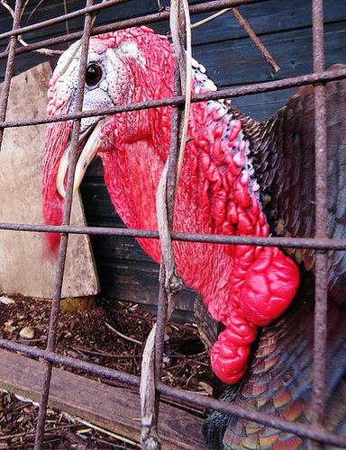 turkey
