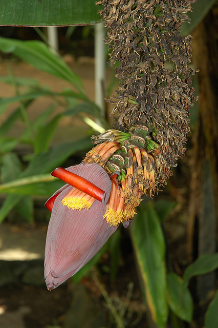 Fleur de Bananier.