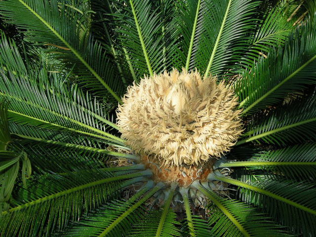 Fleur de Palmier.