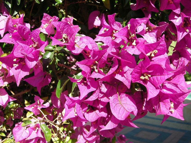 Bougainvillier.