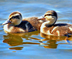 Ducklings (Mallard).