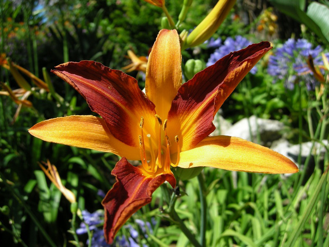 Une Fleur de Lys.