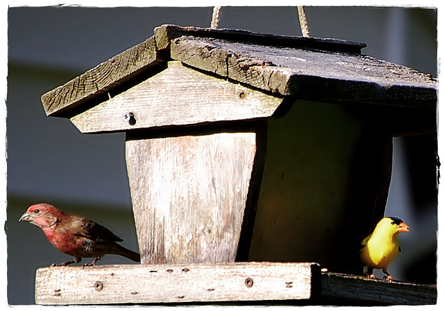 Red & Yellow