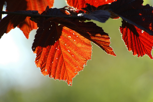 Feuille de noisetier rouge.