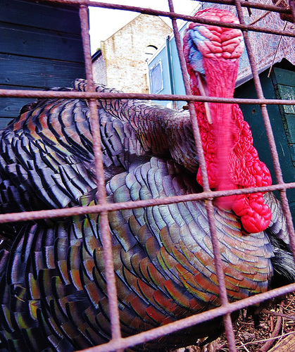 turkey