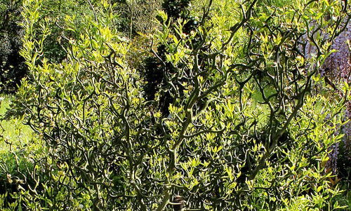 Poncirus trifoliata contorta 'Flying Dragon'