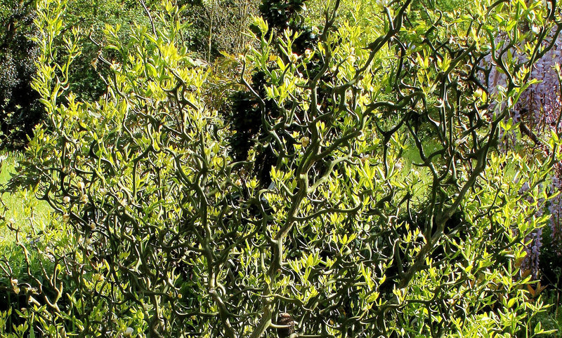 Poncirus trifoliata contorta 'Flying Dragon'