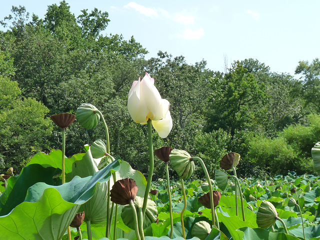 white lotus