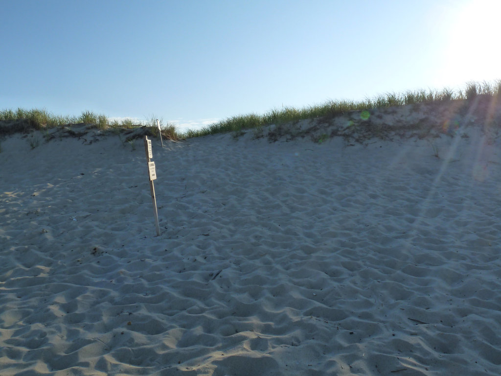 Coast Guard Beach