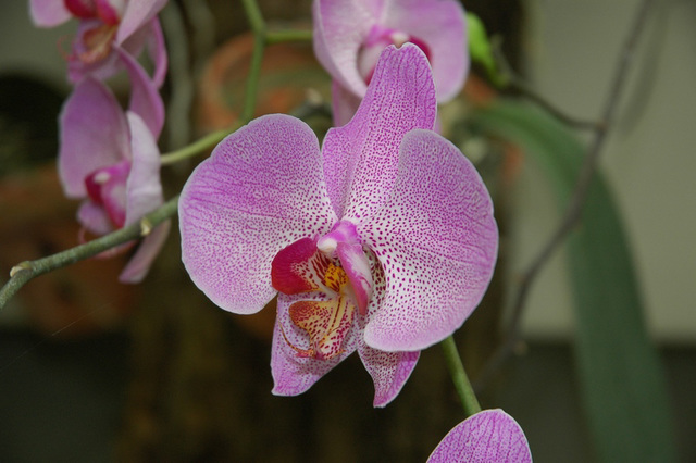 ORCHIDEE.