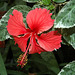 Hibiscus.