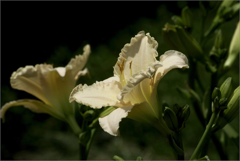 Champagne Daylilies