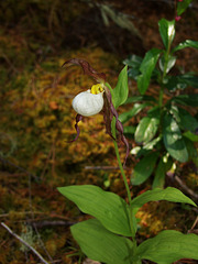 Cypripedium montanum (Mountain Lady's-slipper orchid)