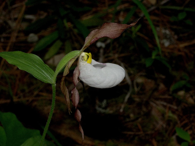 Cypripedium montanum (Mountain Lady's-slipper orchid)