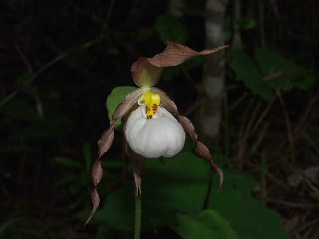 Cypripedium montanum (Mountain Lady's-slipper orchid)