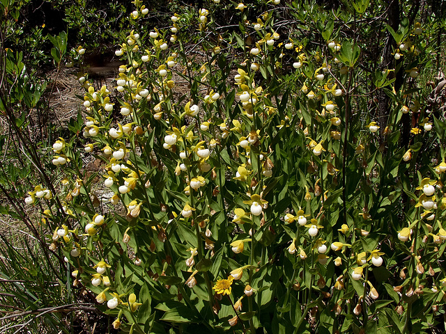 Cypripedium californicum (California Lady's-slipper orchid)