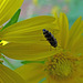 Little yellow and black beetle on Sunflower