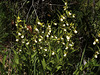 Cypripedium californicum (California Lady's-slipper orchid)